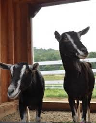 Check spelling or type a new query. Petting Zoos Now Open Near Jersey City