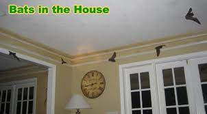 If that happens, the best way to get a bat out of the house is to open the door or window, turn off the lights and wait for it to fly out. Pin On Household Hints