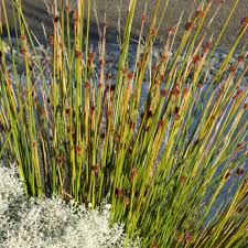 Image result for Ficinia