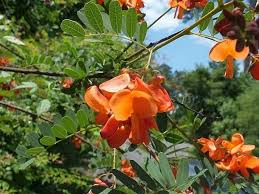 Image result for Sesbania brevipedunculata