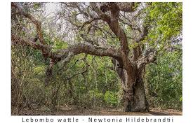 Image result for Hymenocardia ulmoides