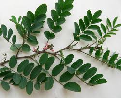 Image result for Indigofera garckeana