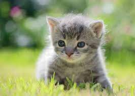 Muddle Cute Animal Pictures Cute Animal Videos Cute Animal Memes
