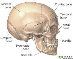 How many bones are in the human skull? Head And Face Reconstruction Information Mount Sinai New York