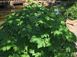 Huge savings · >80% items are new · we have everything Plants For Dallas Your Source For The Best Landscape Plant Information For The Dallas Ft Worth Metroplex10 Best Shade Loving Plants For North Texas