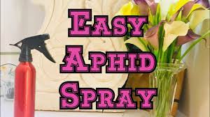 How To Make Aphid Spay At Home For Free Diy Homemade Aphid Spray Youtube