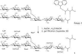 Dj anne v ibrahim nogori f.m hot dj. High Affinity Interaction Between A Bivalve C Type Lectin And A Biantennary Complex Type N Glycan Revealed By Crystallography And Microcalorimetry Journal Of Biological Chemistry