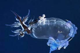 These sea slugs are pelagic; Deathly Beautiful Biographic