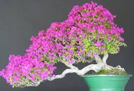 How do you trim a bonsai tree? Bonsai Tree Growing For Beginners Agri Farming