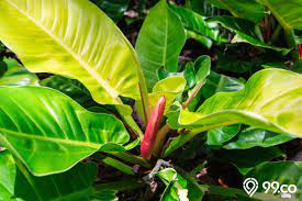 Maybe you would like to learn more about one of these? 11 Jenis Philodendron Yang Hits Dan Banyak Digemari