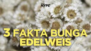 Bunga ini dikeringkan dan dijual sebagai souvenir. 3 Fakta Bunga Edelweis Youtube