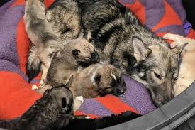 Through this course, our goal is to ensure you receive quality, current information on dog behaviour, dog body language, current training techniques and, of course. Toronto Humane Society Rescues 27 Adorable Dogs That Will Soon Need Homes