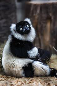 Black And White Ruffed Lemur Varecia Variegata By Jean Claude Sch On 500px Blackandwhitewildlifephotography Animals Beautiful Lemur Animals Wild