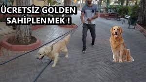 ucretsiz golden kopek sahiplenmek gaziantep kopek barinagi youtube