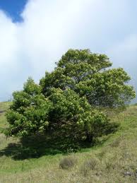 Image result for Acacia mearnsii