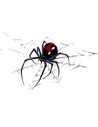 Analysis of genetic material stuck to spiders webs also reveals what they have eaten weeks after catching their prey. Spider Web Designs Related Keywords Suggestions Spider Web Designs Long Tail Keywords Spider Tattoo Black Widow Spider Tattoo Spider Web Tattoo