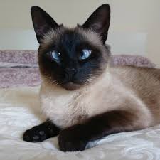At times it's fair to describe a siamese as demanding. 7 Fascinating Facts About Siamese Cats
