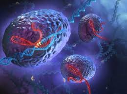 A microscope's ability to remain mostly in focus no matter what objective is used. Animal Cell Under Light Microscope Observation