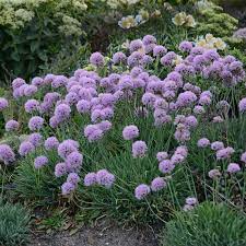 Allium Blue Eddy Bulbous Plants Allium Flowers Plants
