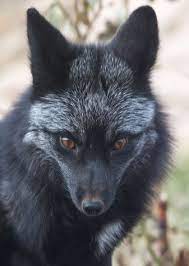 Black Fox Animals Pet Fox Animals Wild