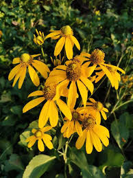 Image result for Rudbeckia laciniata