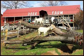 Traveling petting zoos often make stops at places like schools, daycares, retirement homes, community centers, and public events.2 x research source. Smoky Mountain Deer Farm And Horseback Riding