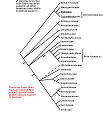 Image result for Sladeniaceae