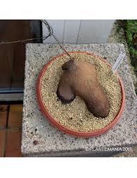 Image result for Dioscorea sylvatica