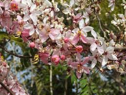Image result for Cassia javanica