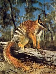 Your New Favorite Animal Numbats Australian Native Animals Unusual Animals Rare Animals