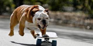 French bulldogs are a stubborn breed and that initial learning phase can be a challenge. The 20 Easiest Dog Tricks You Can Teach