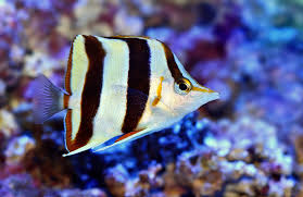 Image result for Basananthe pseudostipulata