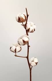 L Amour Du Coton Dried Flowers Cotton Plant Decor