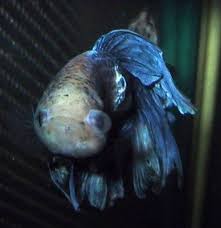 Popeye Disease Betta Fish Betta Fish Betta Betta Fish Care