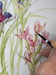 Image result for Dissotis speciosa