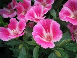 Farewell To Spring Mix 100 Seeds Clarkia Etsy Flowers Flower Seeds List Of Flowers