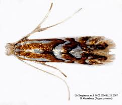 Image result for Phyllonorycter leucographellus