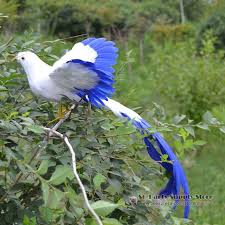 Exotic Birds With Long Tail Feathers Pin De Gigi Addi En Beatiful And Colorful Birds Aves Exoticas Las Aves Silvestres Aves Hermosas