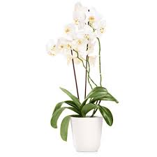 How to send flowers internationally italy. Flowering Plants Italy Send And Deliver Flowering Plants At Home To Italy