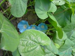 Image result for Ipomoea ephemera