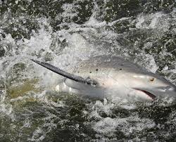Simple Step By Step Guide To Cleaning And Filleting A Bonnet Head Shark | | Bonnet  Head Sharks - Youtube