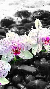 Free download high quality desktop 1920x1080 full hd fiori hd wallpapers and backgrounds. Pioggia Estiva Fiori Hd Lwp For Android Apk Download