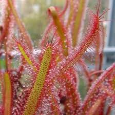 Image result for Seddera capensis