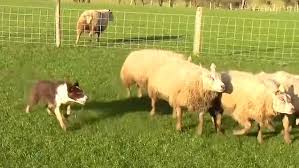 Welsh sheepdog most expensive in world after selling for £27,100 | Metro  News