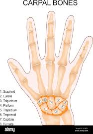 Image result for Pisiform Bone