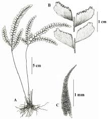 Image result for Adiantum hispidulum