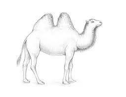 This lesson will be showing you how you can sketch a camel with an easy tutorial. How To Draw A Camel