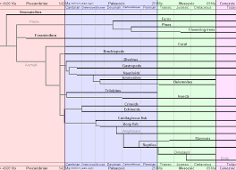 Fossil Relationships