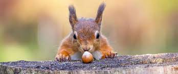 We did not find results for: 6 Alimentos Prohibidos Que No Debes Darle A Tu Ardilla Yo Amo A Las Mascotas