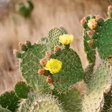 How does a cactus live without water? How Long Can My Succulents Survive Without Water Succulents Cactus And Succulents Cactus Plants